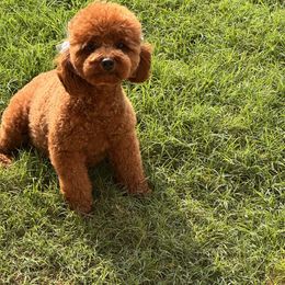 CoCo - Poodle