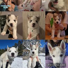 Siberian Husky Puppies from Lunter's Heaven Huskies