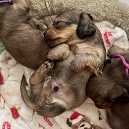 Jolly - Cream male Dachshund puppy in Stoutland, Missouri from Farmhouse Dachshunds