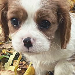 Cavalier King Charles Spaniels and Poodles from Ferndale Family Pups