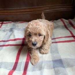 Finn - Apricot male Goldendoodle puppy in Portage, Michigan from Country Lane Goldendoodles