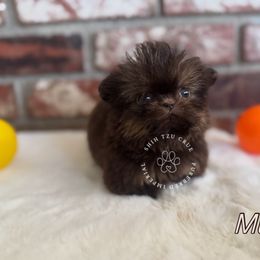 Millie - Gold Shih Tzu puppy in Tehachapi, California from Shih Tzu Crue