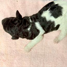Luna - Parti female Poodle puppy in Meadowbrook, California from Standard Poodle Pups