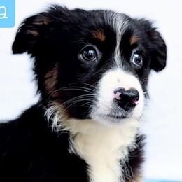 Selena - Black tri female Miniature Australian Shepherd puppy in Punta Gorda, Florida from Christie's Creekside Aussies