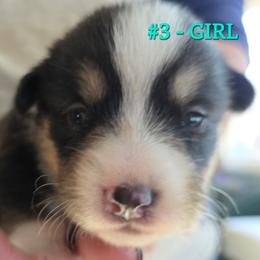 Puppy 3 - Black and tan female Pembroke Welsh Corgi puppy in Buffalo, Wyoming from Diamond K Corgis