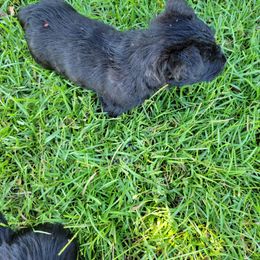 Bodie - Brindle male Scottish Terrier puppy in Pineview, Georgia from Carsten's Scottish Terriers