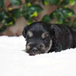 Loui - Black and silver male Miniature Schnauzer puppy in Montebello, California from Rod Schnauzers