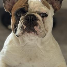 Lulu - Bulldog