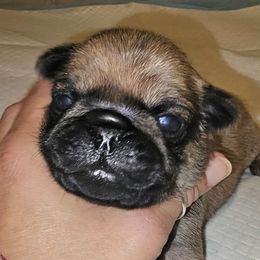 Sobek-Blue Collar - Fawn male Pug puppy in New Braunfels, Texas from Kex Pug Haus
