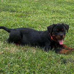 Gotti (Orange collar) - Black and mahogany male Rottweiler puppy in Industry, Illinois from KDKs Kennels