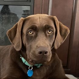 Lucy - Labrador Retriever