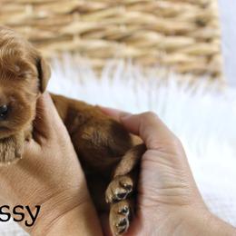 Hennessy - Red  male Goldendoodle puppy in Casa Grande, Arizona from AzDoodle Dandies