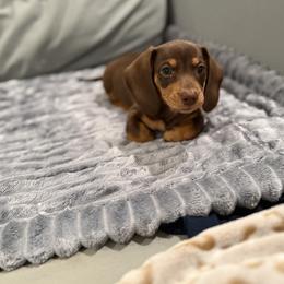 Dachshund Puppies from Cajun Pawfection