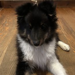 Shetland Sheepdog Puppies from Brandy Stratton