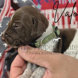 Valor - male German Shorthaired Pointer puppy in Six Mile, South Carolina from The Proper Pointer Co.