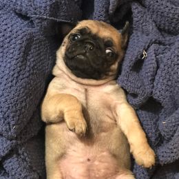 Pugs from Pugutopia Farm