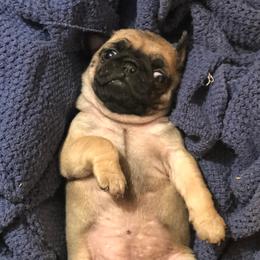 Pugs from Pugutopia Farm