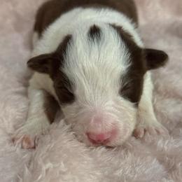 Legacy - White and red female Border Collie puppy in Mckinney, Texas from Border Collies of Ruidoso