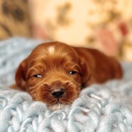 Blue Collar - Lord Colin - Caramel male Australian Labradoodle puppy in Decatur, Alabama from Southern Meadows Doodles