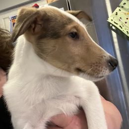Collie Puppies from Lakeside Collies