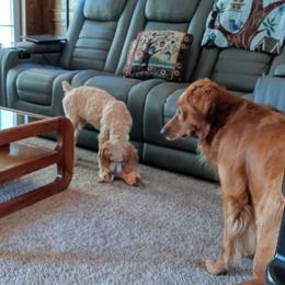 Goldendoodles from Buddy Holly Doodles