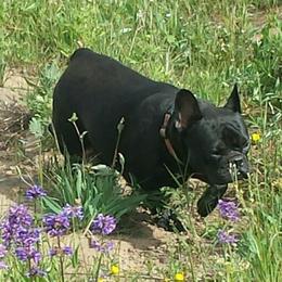 Khloe - French Bulldog