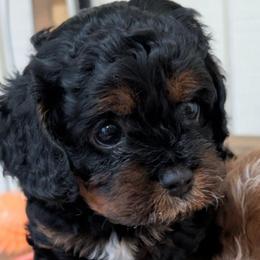 Leo - Tri-color male Cavapoo puppy in Sunnyvale, Texas from Sunnytown Farm Cavapoos