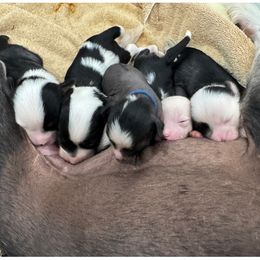Chinese Crested puppies from Naked & Puffs