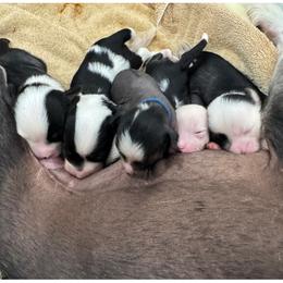 Chinese Crested puppies from Naked & Puffs