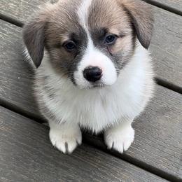 Male 2 Sable Bluie with crooked blaze - Blue male Pembroke Welsh Corgi puppy in Moundville, Alabama from Cartee Corgis - Debi Cartee Mills