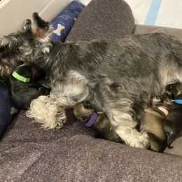 Miniature Schnauzer Puppies from Furry Ark