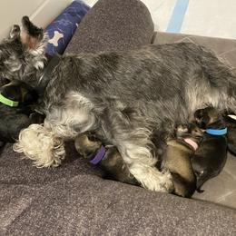 Miniature Schnauzer Puppies from Furry Ark