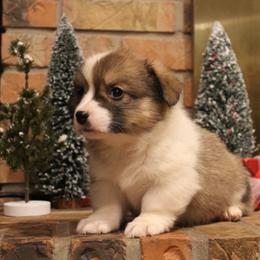 Cocoa - Pembroke Welsh Corgi puppy from Covered Bridge Corgis