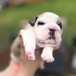 Bulldog Puppies from Sweet Rolls