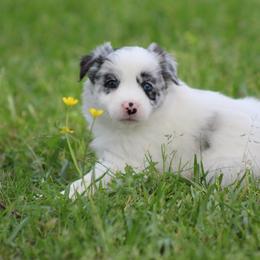 Merle female - Blue merle female Border Collie puppy in Tylertown, Mississippi from Cool Meadow Farms