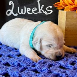 Crystal - Light golden female Golden Retriever puppy in Doniphan, Missouri from Stockford’s Golden Retrievers