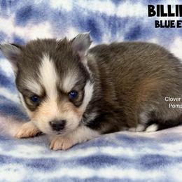 Billings - Blue male Pomsky puppy in Sheffield, Iowa from Clover Ridge Pomskies