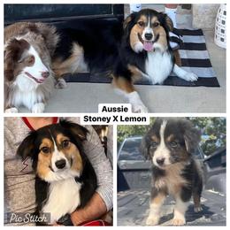 Australian Cattle Dog, Australian Shepherd, Companion Cross, and Miniature Australian Shepherd Puppies from MK Aussies