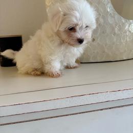 Girl 2 - White female Maltese puppy in North Port, Florida from Anastasiya's Maltese Pups