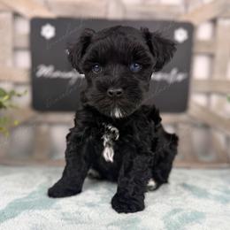 Gouda - Black male Miniature Schnauzer puppy in Hockley, Texas from Dixieland Miniature Schnauzers