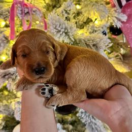 Snoopy (Green Collar) - Red  male Goldendoodle puppy in Bay City, Texas from Charming Doods