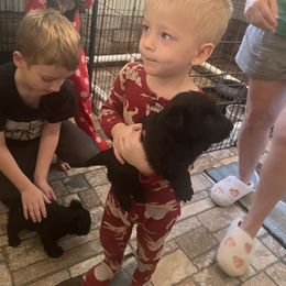 Scottish Terrier Puppies from Landrum Scottish Terriers