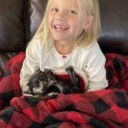 Miniature Schnauzer Puppies from Black Gold Miniature Schnauzers