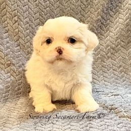 White and Gold Male - Gold and white male Shih Tzu puppy in Crawfordsville, Indiana from Swaying Sycamore Farm