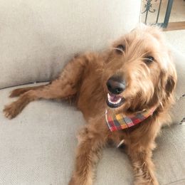 Murphy - Goldendoodle