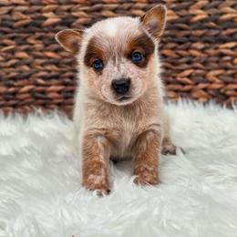 (Green) Red Male - Red speckled male Australian Cattle Dog puppy in Burleson, Texas from Bluebonnet Heelers