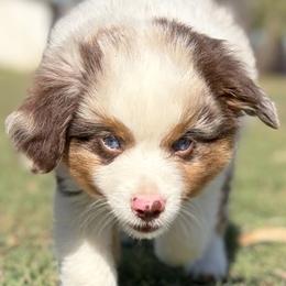 Reacher - Red merle male Miniature Australian Shepherd puppy in Granbury, Texas from Jubilee Acres