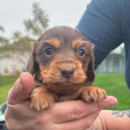 Chocolate and Tan - Chocolate and tan female Dachshund puppy in Lincoln, California from ForeversEdge Doxies
