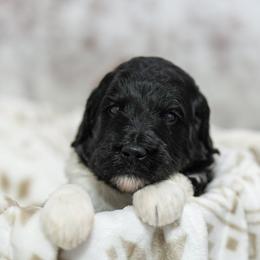 Cedar - Tri-color male Bernedoodle puppy in Delta, Pennsylvania from KEE Bernedoodles