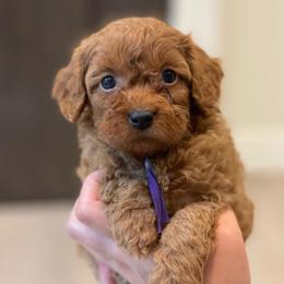 Ginger - Purple Collar - Red female Cavapoo puppy in Ferndale, Washington from Cavakennels.pnw